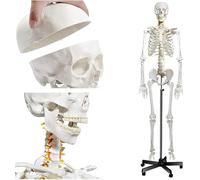 180cm Life-Size Human Skeleton Medical Model with Nervous System and Rolling Stand for Medical Study