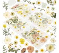 186 Pcs Dried Pressed Flowers for Resin Crafts, Real Natural Pressed Flowers and Leaves, Vacuum Sealed Dry Flowers for Epoxy Resin Jewelry Making, Candle & Soap Making, Nail Art (Ivory White)