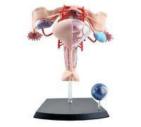 19-Part Female Reproductive Anatomy Model, Detachable Uterus Ovaries Vagina Skeleton Model for Medical Teaching organ model