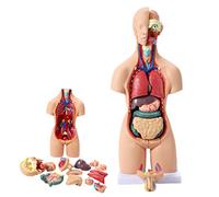 19 Parts Dual- Human Torso Open Back Exposes Muscular Layers 55Cm Human Torso Model 3D Body Model Anatomy Doll with Remo