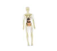 19-Piece Transparent Model of The Human Body - Science Set, Creative Toy, Biological Structure, Torso Model for Physiology, style B
