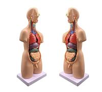 19 Pieces of 55 Cm Male Female Torso 4D Anatomical People Organs Human Torso Body Teaching Human Body Model with Heart V