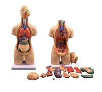 19 Pieza's Removable Human Body Organs Model 22-Inch Biology Model 4D Anatomical Assembly Model Of Human Organs For Lessons