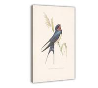1960 BARN SWALLOW Bird Print Poster Canvas Poster for Dorm Room Decor Gift | Frame-style, Multiple sizes, Multiple frame styles, Wall Art, Decor Paintings, Dorm Room Decor