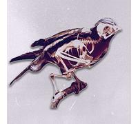 1970s Film Stock - Birds