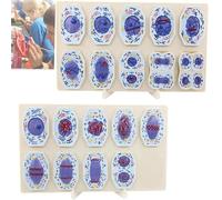 19pcs Cell Meiosis Anatomical Model, Animal Cell Meiosis Model, Cell Division Stage Display Model with Magnet On The Back,Precise Proportions and Easy To Observe for Biology Study Teaching