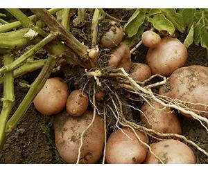 19th-Century Farm Technology, Land Reform