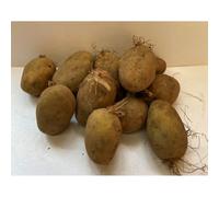 (1KG) CERTIFIED SEED POTATOES MARIS BARD A VERY RELIABLE HIGH YIELDING FIRST EARLY