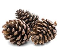 1Kg Natural Pine Cones 5 to 7cm Christmas Wreath Garlands Decoration Dried Floral Arrangements