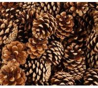 1kg Natural Pine Cones | Rustic Christmas Decorations for Wreaths, Garlands & DIY Crafts | Dried Pinecones for Table Centerpieces & Floral Arrangements