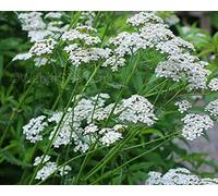 1kg Seeds of Achillea Millefolium