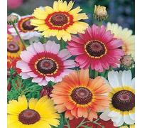 1kg Seeds of Chrysanthemum Carinatum Rainbow Mix