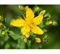 1kg Seeds of Hypericum Perforatum