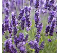 1kg Seeds of Lavandula Angustifolia