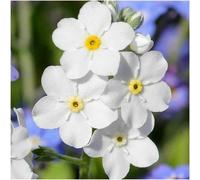 1kg Seeds of White Myosotis