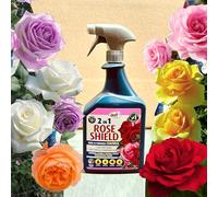 1L 2-in-1 Rose Shield Bug & Fungus Control - Aphids, Greenfly, Blackfly, Whitefly & Spider Mite Treatment, Powdery Mildew Control, Safe for Roses & All Flowering Plants, Improves Leaf Colour & Vigour