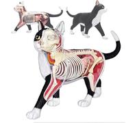 1pc 4D Cat Anatomy Model - Black and White Cat with 28 Detachable Organs for Educational Purposes