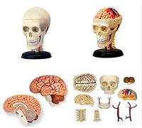 1Pc 4D Skull Human Anatomical Anatomy Model Replica Skull Bone Brain Body Organs Model Supplies and Equipment