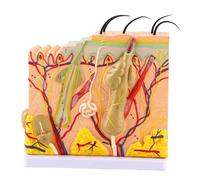 1pc 50X Three Dimensional Human Skin Magnified Model Anatomy Biology Teaching Aid Laboratory Supplies