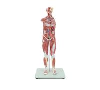 1pc 78cm 1/2 Life Size Human Torso Anatomy Model - 27-Part Anatomical Muscle and Organ Educational Tool