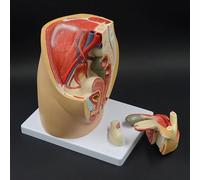1pc Adult Female Pelvic Sagittal Anatomy Model -with Digital Identification, for Healthcare use Education and Classrooms