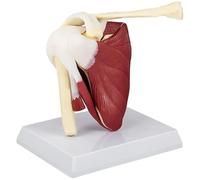 1PC Anatomy Skeleton, PVC Shoulder Joint Muscles Model with Ligaments Shoulder Anatomy for Doctors Office Educational Tool Anatomicals