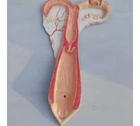 1pc Animal Uterus Anatomical Model - Dog, Pig, Cow, Sheep, Horse Reproductive System Model for Educational Use(Sheep)