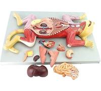 1pc Cat Skeleton Anatomy Model Kit - 1:1 Scale Pet Organ Model for Veterinary Education, 10 Detachable Parts