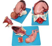 1pc Childbirth Demonstration Pelvis Model - Anatomical Teaching Aid for Natural Childbirth Education with Removable Organs
