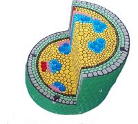 1pc Dicotyledon Stem Enlargement Model - Plant Cell Anatomy Educational Aid for Healthcare applications Training,Teaching