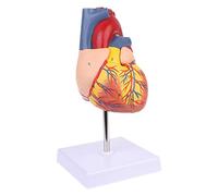 1pc Disassembled Anatomical Human Heart Model Anatomy Medical Teaching Tool Dropshipping