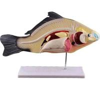 1pc Fish Anatomy Model For Education | 47 X 19 Cm Removable PVC Anatomical For Teaching Biology And Aquaculture