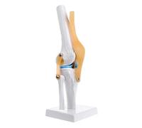 1pc Human Anatomical Knee Joint Flexible Skeleton Model Medical Learning Aid Anatomy D5QC