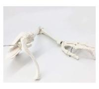 1pc Human Arm Skeleton Model - Life-Size Anatomical Upper Limb Skeleton for Education and Teaching Demonstration