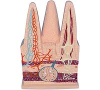 1pc Human Digestive System Small Intestine Villi Model - Anatomical Educational Tool for applications Study and Teaching
