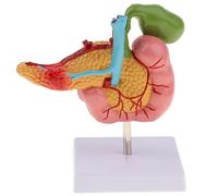 1pc Human Duodenum Model 3D Model for Anatomy and Physiology Students, 1: