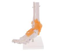 1pc Human Foot Ankle Joint Ligament Skeleton Medical Anatomy Model Dropshipping