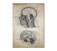 1pc Human Head And Brain Anatomy Patent Poster Vintage Print Neuroscience Human Anatomy Wall Pictures Doctors Office Home Decor (Color : A, Size (Inch) : 30X40cm No Frame)