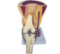 1pc Human Knee Joint Model - Anatomical Teaching Model, Detailed Skeletal Muscle and Ligaments Representation