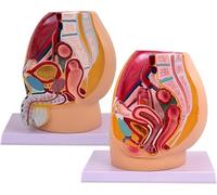 1pc Life-Size Male and Female Pelvis Sagittal Model for Healthcare applications Study - Detailed Genitourinary