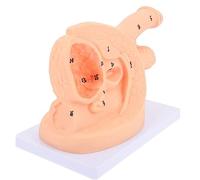 1pc Male Catheterization Manikin for Healthcare use Training -for Educational Simulation and Practical Care Exercises