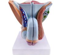 1pc Male Genital Organ Model for Educational Training - Anatomical PVC Model of Male Reproductive System
