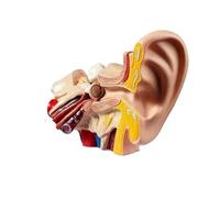 1pc Medical Props Model 1.5 Times Life Size Human Ear Anatomy Model OrganMedical Teaching Supplies Professional