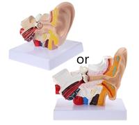 1pc Medical Props Model 1.5 Times Life Size Human Ear Anatomy Model OrganMedical Teaching Supplies Professional