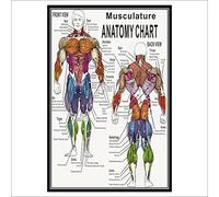 1PC Muscular System Anatomical Poster Muscle Anatomy Chart Anatomical Chart Human Body Educational For Human Anatomy Poster (Color : English Edition, Size (Inch) : 70x105cm No Frame)