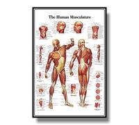 1pc Muscular System Anatomical Poster Muscle Anatomy Chart Anatomical Chart Human Body Educational For Human Anatomy Poster (Color : Dark Gray, Size (Inch) : 80x120cm No Frame)