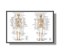1pc Muscular System Anatomical Poster Muscle Anatomy Chart Anatomical Chart Human Body Educational For Human Anatomy Poster (Color : Army Green, Size (Inch) : 80x120cm No Frame)