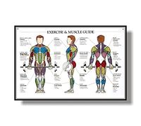 1pc Muscular System Anatomical Poster Muscle Anatomy Chart Anatomical Chart Human Body Educational For Human Anatomy Poster (Color : 2, Size (Inch) : 50x75cm No Frame)