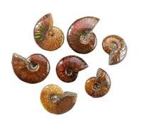 1pc Natural Ammonite Snail Colorful Conch Ancient Marine Specimen Ornament