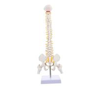 1Pc Practical Spine Model Human Anatomy Tailbone Structure for Display Education Vertebral Column with Intervertebral Discs